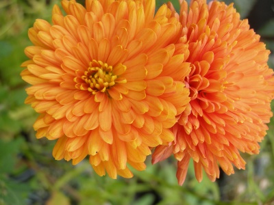 Chrysanthemum Dixter Orange